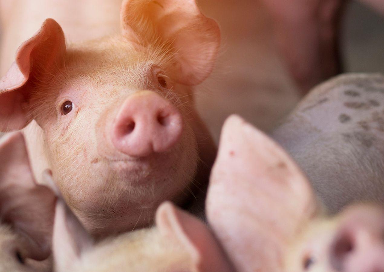 非洲豬瘟是什麼？豬肉製品為何不能寄來台灣？萬通人力帶你一次搞懂！